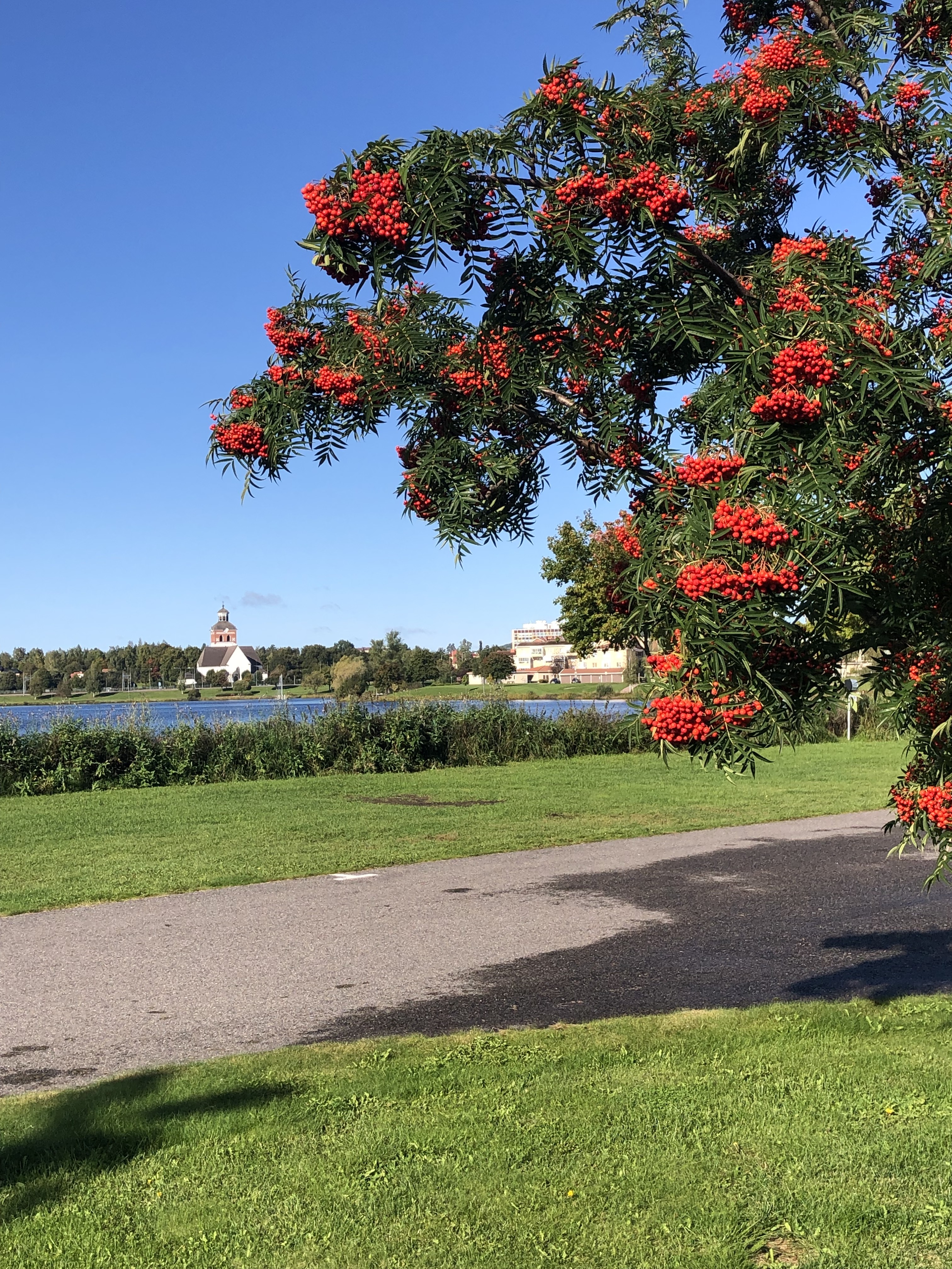Bollnäs kyrka och stadshus sett över Vågen, rönn med röda bär i förgrunden.